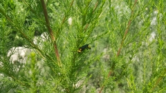 Scolia erythrocephala