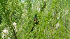 Scolia erythrocephala