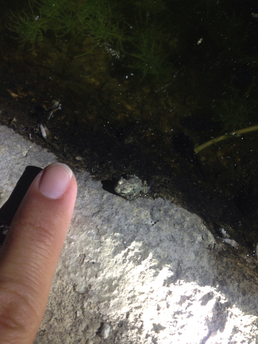 iNaturalist observation photo of Red-spotted Toad