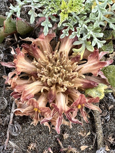 Image of Aphyllon californicum by no rights reserved