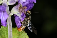 Megachile ignescens