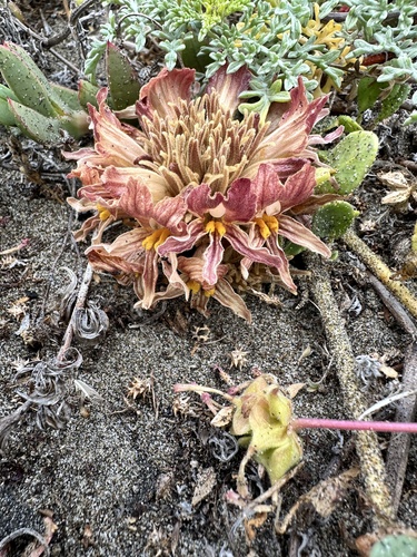 Image of Aphyllon californicum by no rights reserved