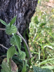 Leucas martinicensis