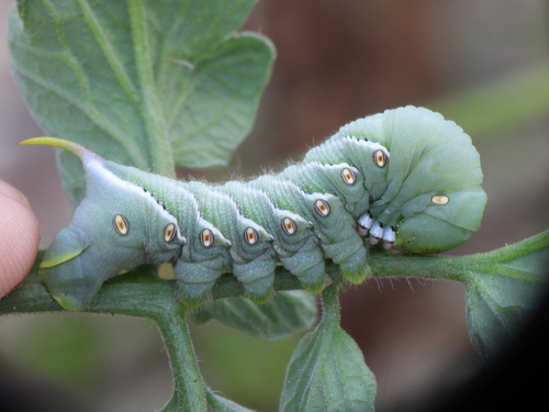 Tobacco hornworm
