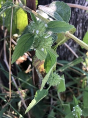 Leucas martinicensis