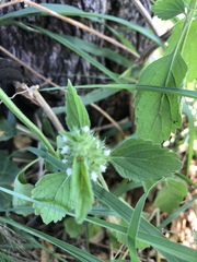 Leucas martinicensis