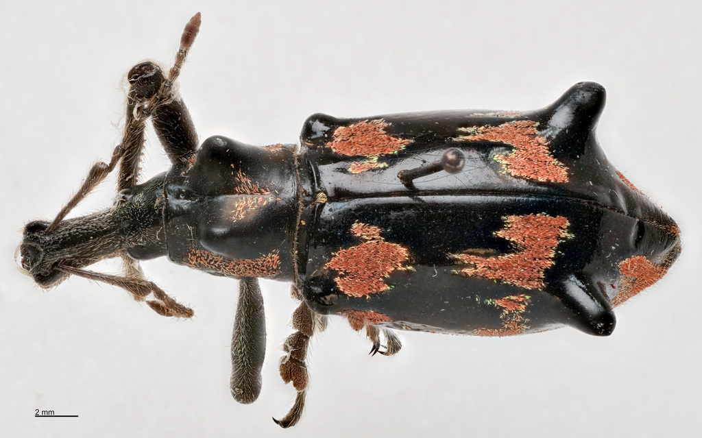 Gymnopholus mammifer