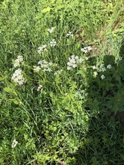 Anthriscus sylvestris