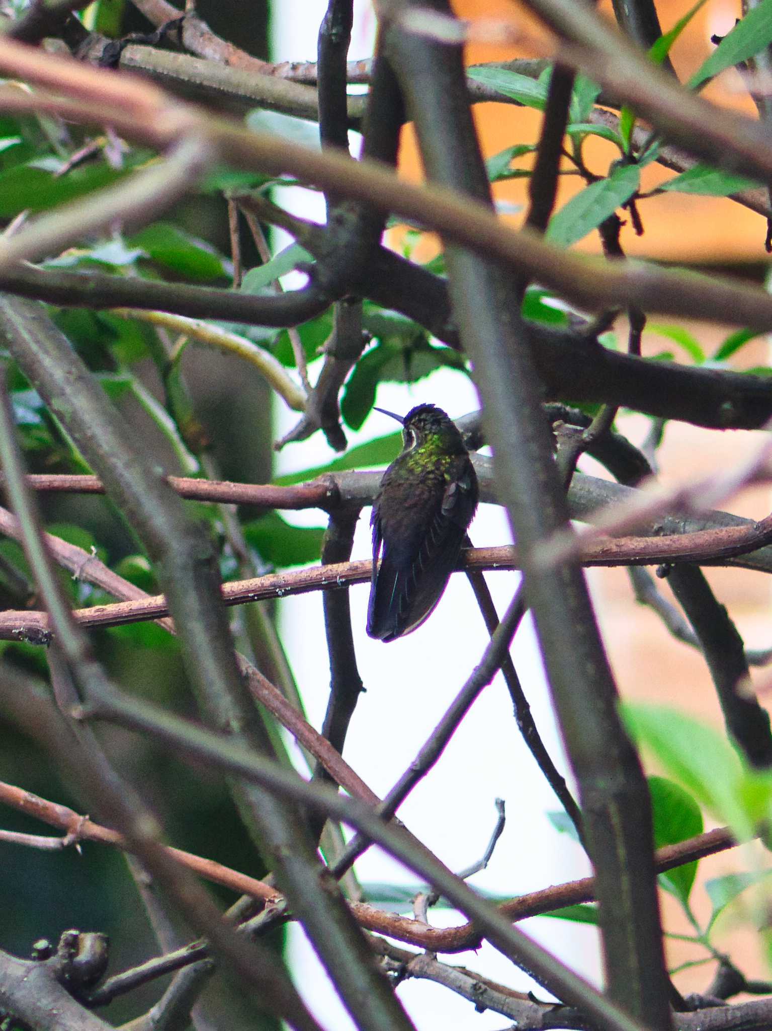 Amethyst-throated Mountaingem (Lampornis amethystinus), photo 9