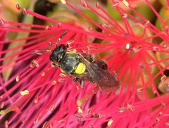 Amphylaeus obscuriceps