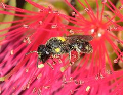 Amphylaeus obscuriceps