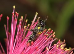 Amphylaeus obscuriceps