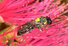 Amphylaeus obscuriceps