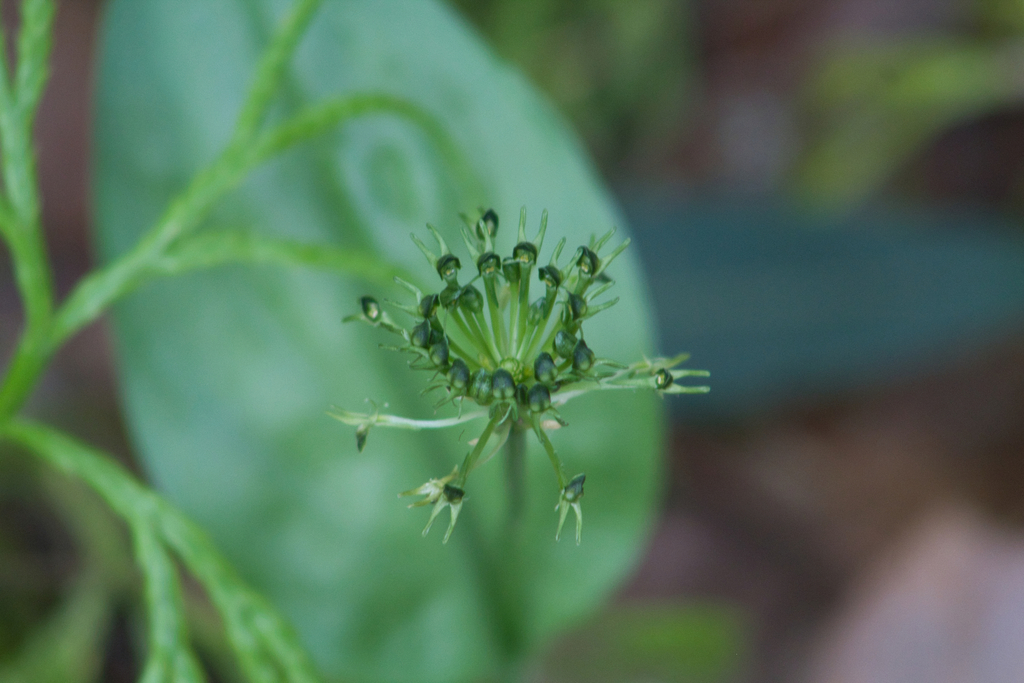 Malaxis brachyrrhynchos