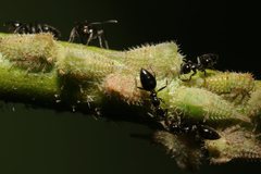 Alosextius carinatus