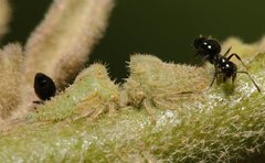 Alosextius carinatus