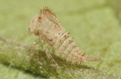 Alosextius carinatus