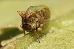Alosextius carinatus