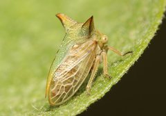 Alosextius carinatus