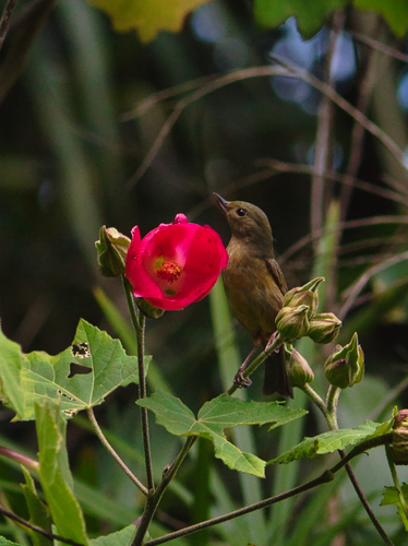 Cinnamon-bellied Flowerpiercer (Diglossa baritula)