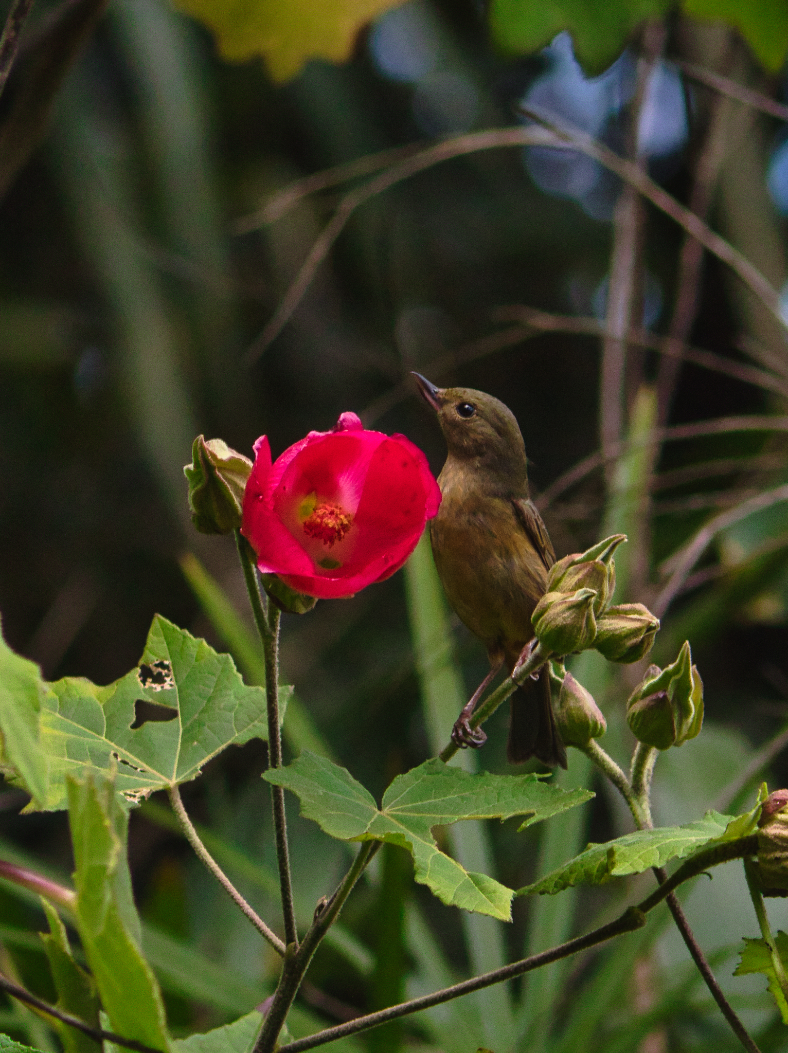 Cinnamon-bellied Flowerpiercer illustration