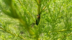 Scolia erythrocephala
