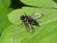 Gastrolepta anthracina