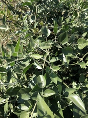 Jasminum fluminense fluminense