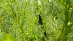 Scolia erythrocephala