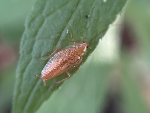 Tawny Cockroach photo 4