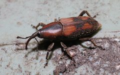 Rhabdoscelus obscurus