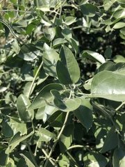 Jasminum fluminense fluminense