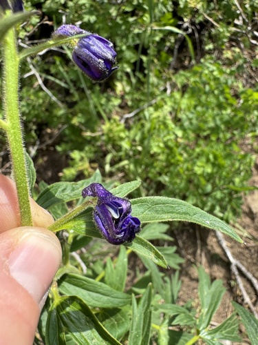 Image of Delphinium barbeyi by (c) Kenzie Anderson-Bell, some rights reserved (CC BY)