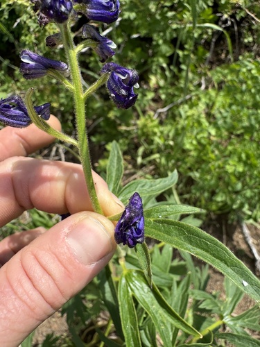 Image of Delphinium barbeyi by (c) Kenzie Anderson-Bell, some rights reserved (CC BY)