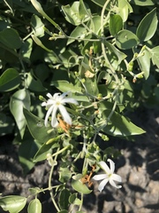 Jasminum fluminense fluminense