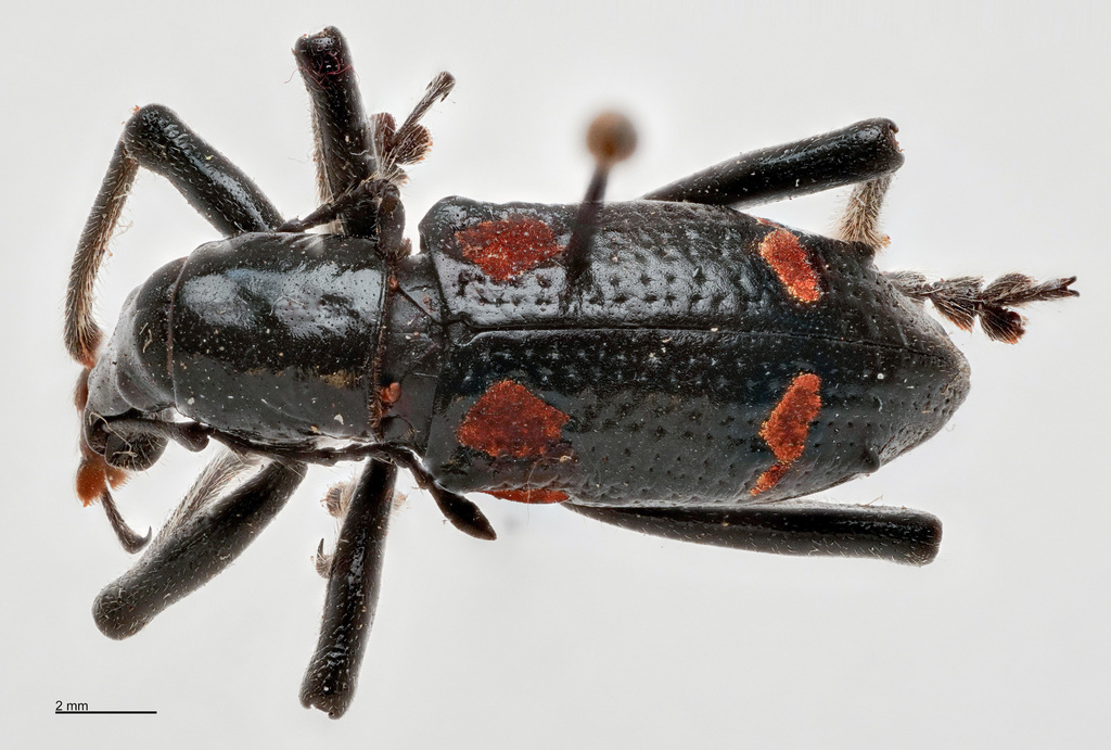 Gymnopholus nothofagi