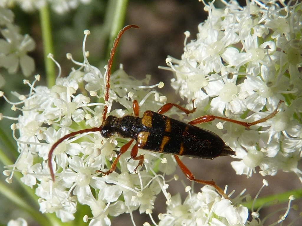 Xestoleptura crassicornis