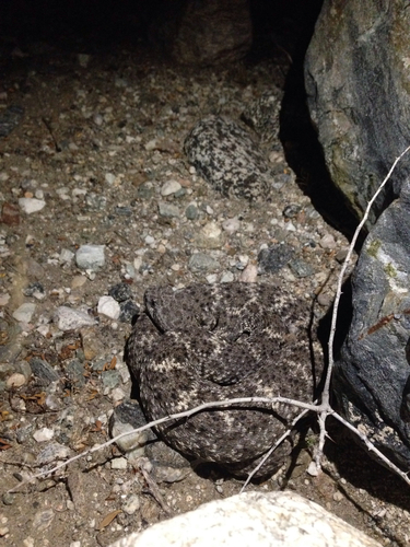 iNaturalist observation photo of Southwestern Speckled Rattlesnake