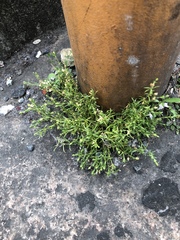 Sagina japonica