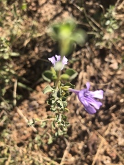 Dyschoriste rogersii