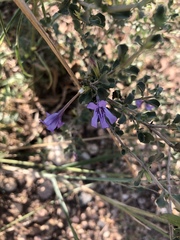 Dyschoriste rogersii