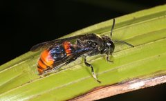Hyleoides concinna