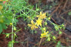 Hypericum fasciculatum