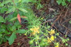 Hypericum fasciculatum