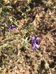 Dyschoriste rogersii