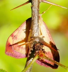 Pyrausta laticlavia
