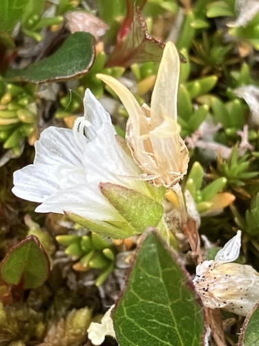 Minuartia macrocarpa iNat (1)