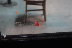 Arctioblepsis rubida