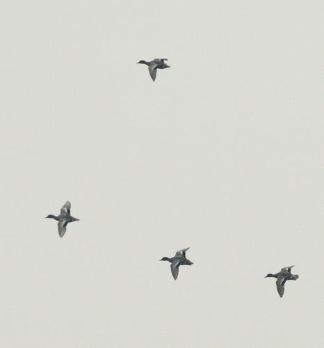 Falcated Duck