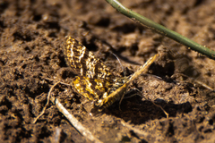 Epelis truncataria